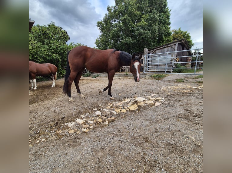 American Quarter Horse Merrie 2 Jaar 143 cm Bruin in Bad Vöslau