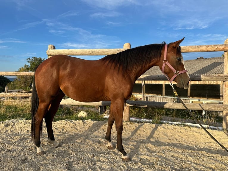 American Quarter Horse Merrie 2 Jaar 143 cm Bruin in Bad Vöslau