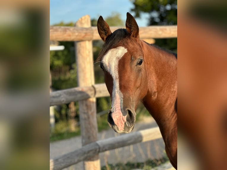 American Quarter Horse Merrie 2 Jaar 143 cm Bruin in Bad Vöslau