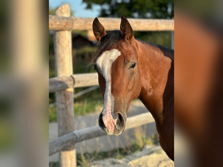 American Quarter Horse Merrie 2 Jaar 143 cm Bruin in Bad Vöslau