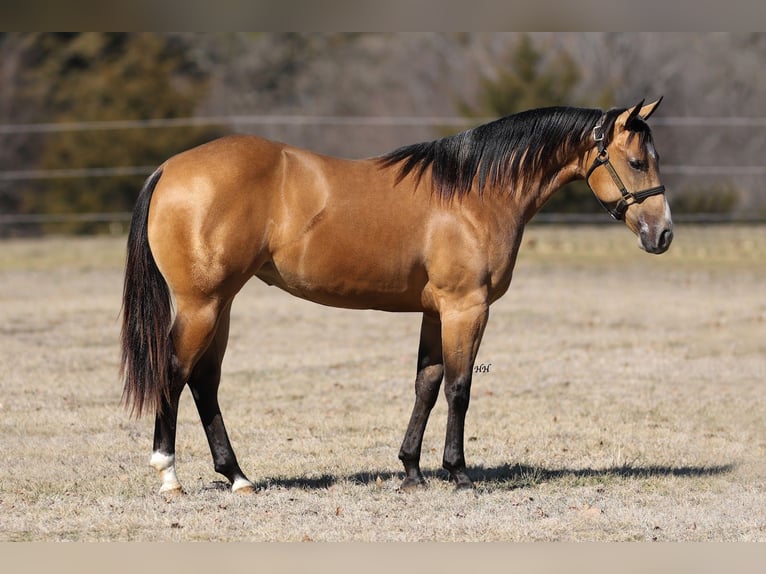 American Quarter Horse Merrie 2 Jaar 145 cm Buckskin in Whitesboro