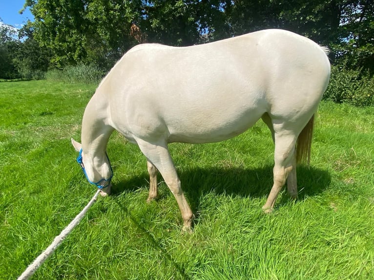 American Quarter Horse Merrie 2 Jaar 145 cm Perlino in Kortenhoef