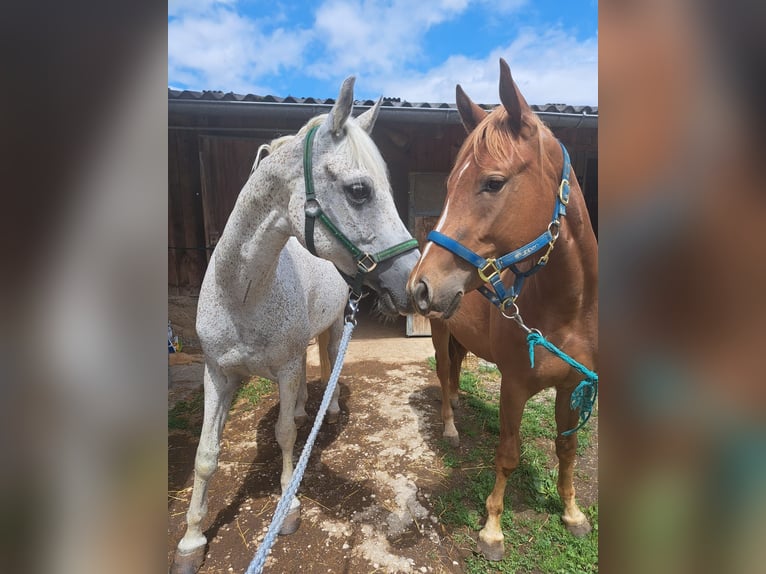 American Quarter Horse Merrie 2 Jaar 145 cm Vos in Sipbachzell