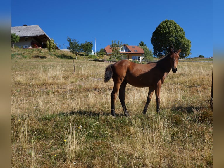 American Quarter Horse Merrie 2 Jaar 146 cm Brauner in Steinen