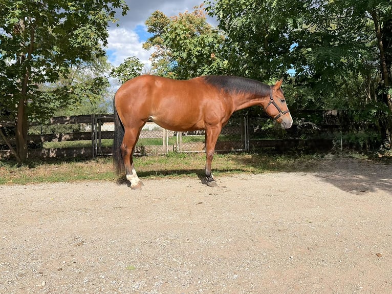 American Quarter Horse Merrie 2 Jaar 147 cm Bruin in Wr.Neustadt