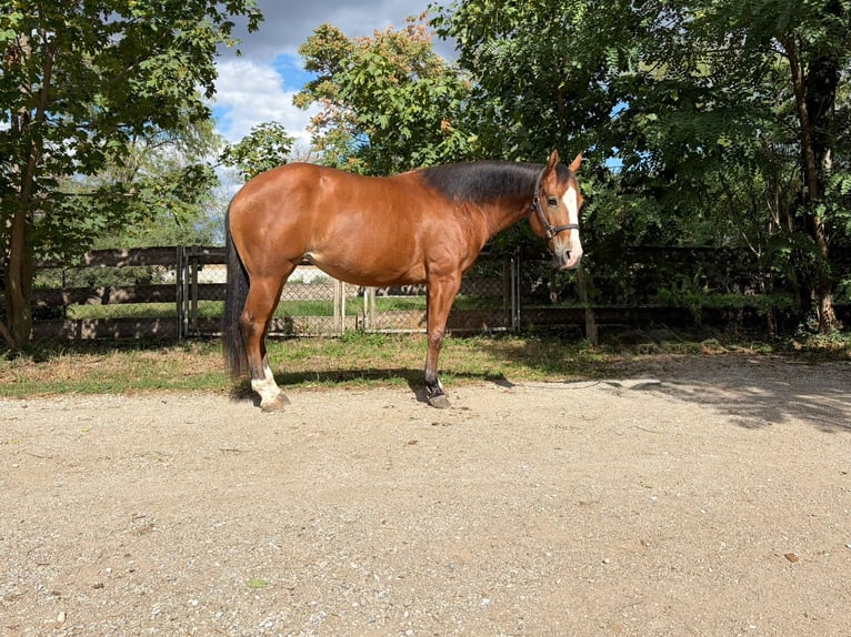 American Quarter Horse Merrie 2 Jaar 147 cm Bruin in Wr.Neustadt