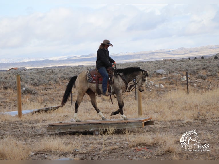 American Quarter Horse Merrie 2 Jaar 147 cm Buckskin in Cody