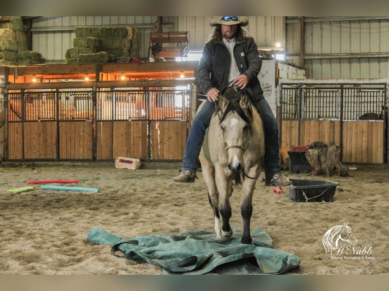 American Quarter Horse Merrie 2 Jaar 147 cm Buckskin in Cody