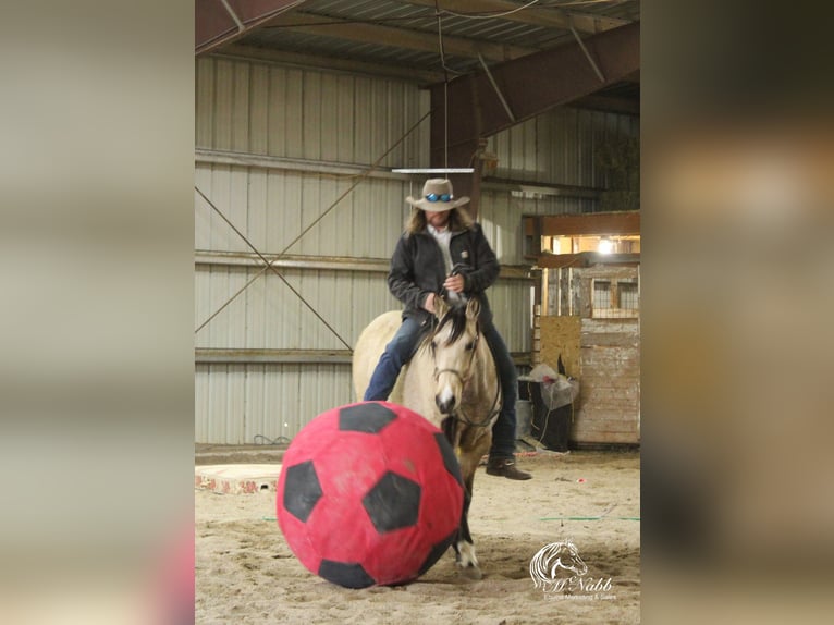 American Quarter Horse Merrie 2 Jaar 147 cm Buckskin in Cody