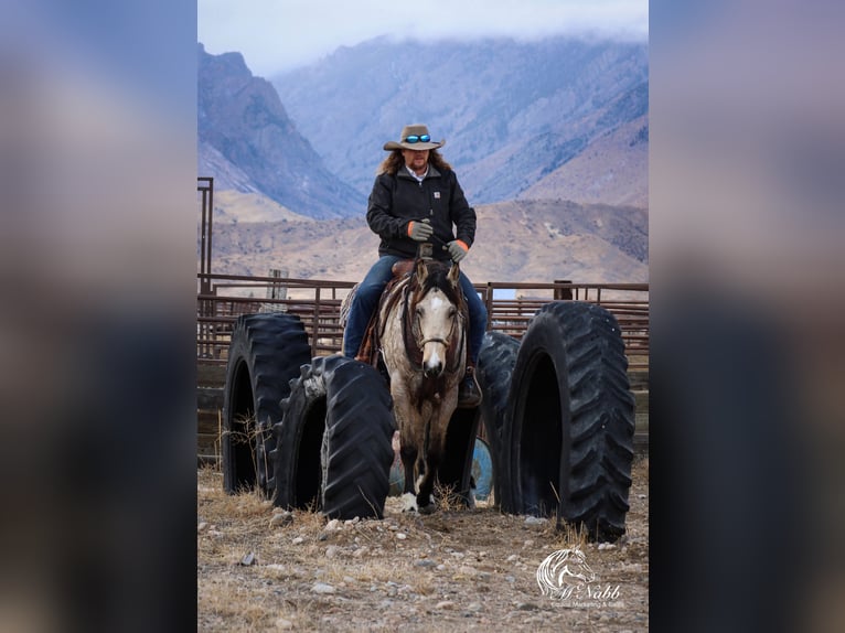 American Quarter Horse Merrie 2 Jaar 147 cm Buckskin in Cody