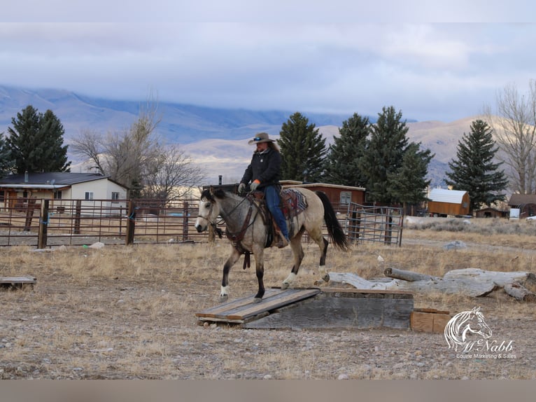 American Quarter Horse Merrie 2 Jaar 147 cm Buckskin in Cody