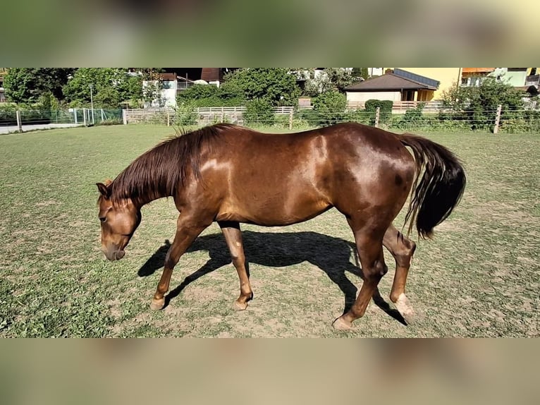 American Quarter Horse Merrie 2 Jaar 147 cm Donkerbruin in Steinach am Brenner