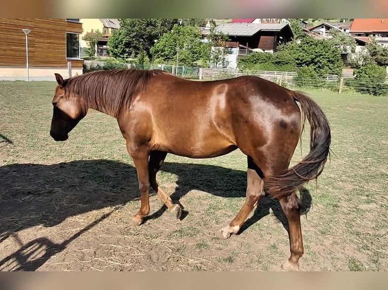 American Quarter Horse Merrie 2 Jaar 147 cm Donkerbruin in Steinach am Brenner