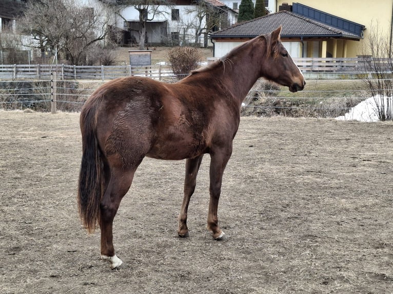 American Quarter Horse Merrie 2 Jaar 147 cm Donkerbruin in Steinach am Brenner