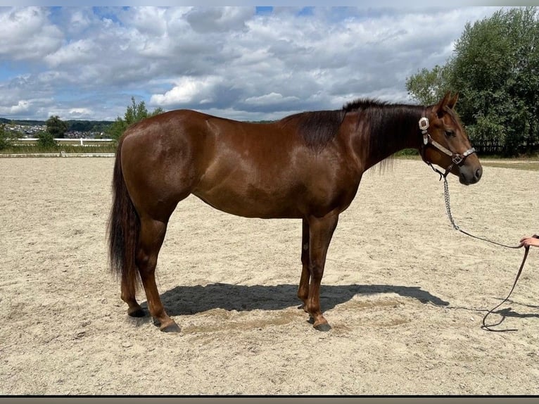 American Quarter Horse Merrie 2 Jaar 147 cm Donkere-vos in Moosthenning