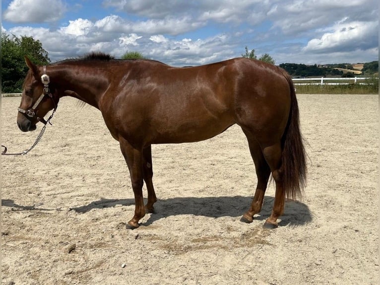 American Quarter Horse Merrie 2 Jaar 147 cm Donkere-vos in Moosthenning