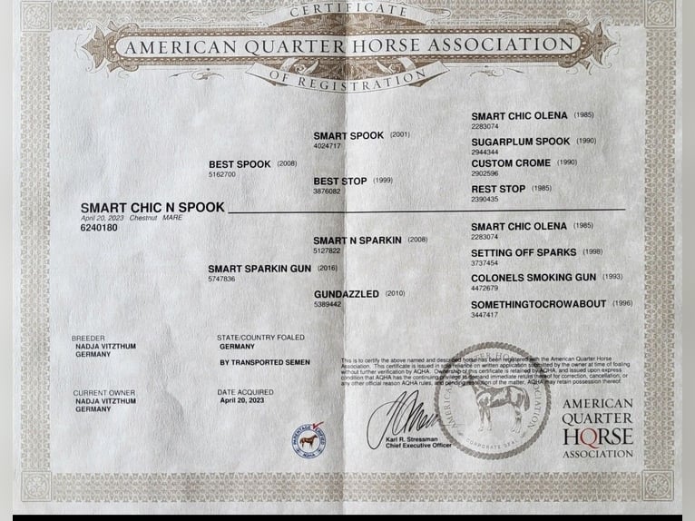 American Quarter Horse Merrie 2 Jaar 147 cm Donkere-vos in Moosthenning