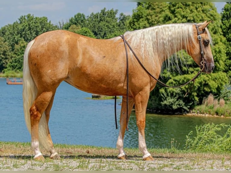 American Quarter Horse Merrie 2 Jaar 147 cm Palomino in Robards