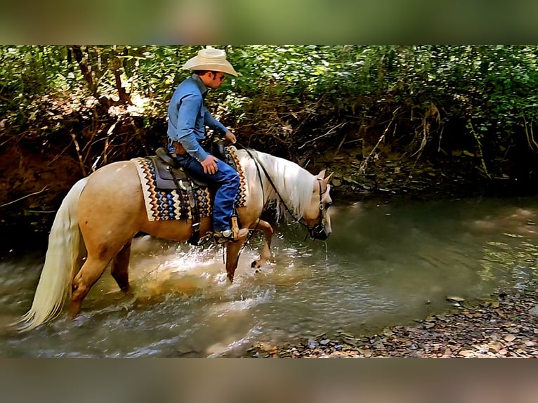 American Quarter Horse Merrie 2 Jaar 147 cm in Robards