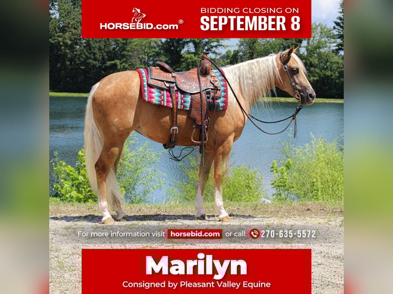 American Quarter Horse Merrie 2 Jaar 147 cm in Robards