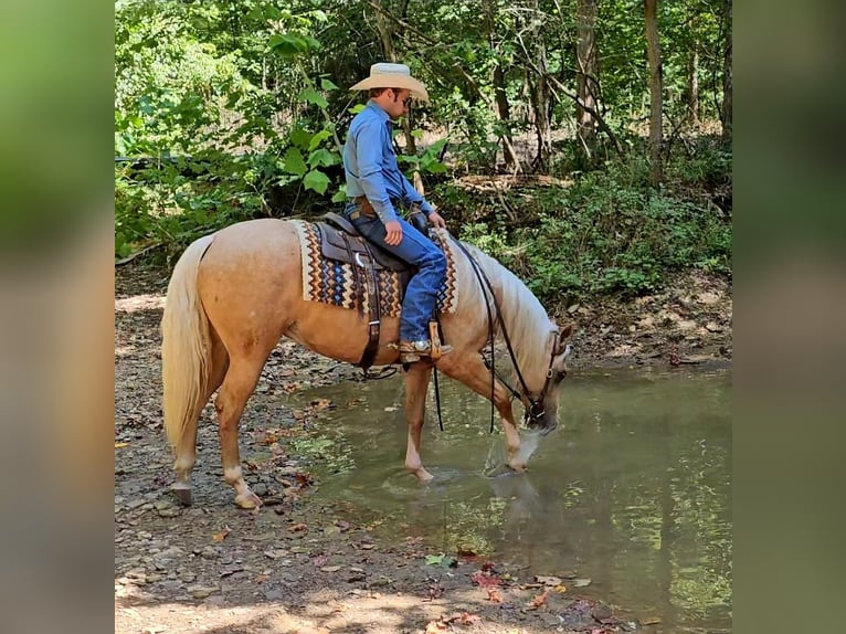 American Quarter Horse Merrie 2 Jaar 147 cm in Robards