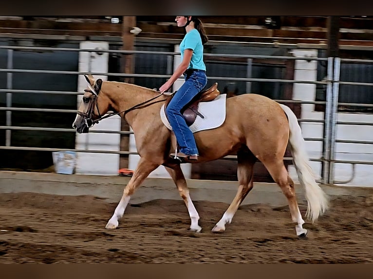 American Quarter Horse Merrie 2 Jaar 147 cm in Robards
