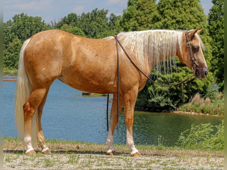 American Quarter Horse Merrie 2 Jaar 147 cm in Robards