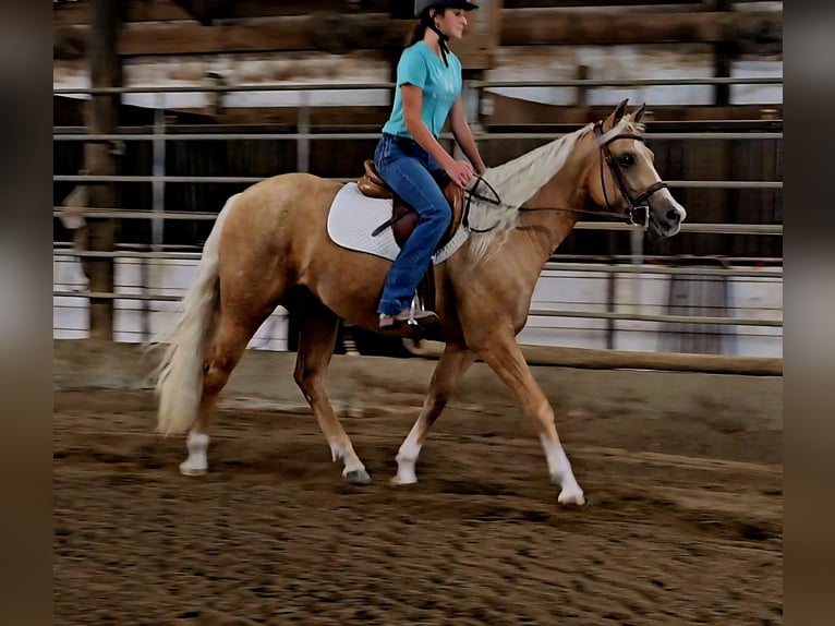 American Quarter Horse Merrie 2 Jaar 147 cm in Robards