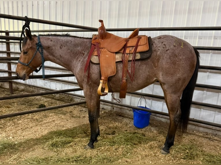 American Quarter Horse Merrie 2 Jaar 147 cm Roan-Bay in Princeville