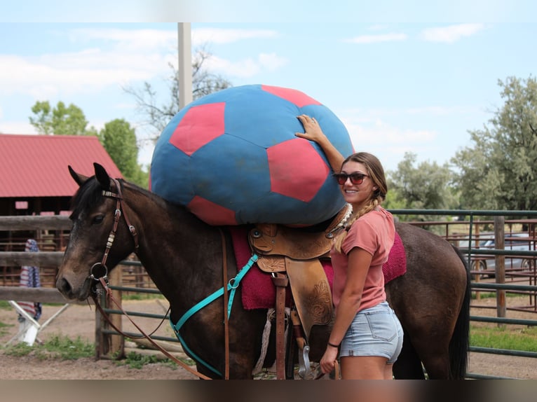 American Quarter Horse Merrie 2 Jaar 147 cm Roan-Bay in Fort Collins