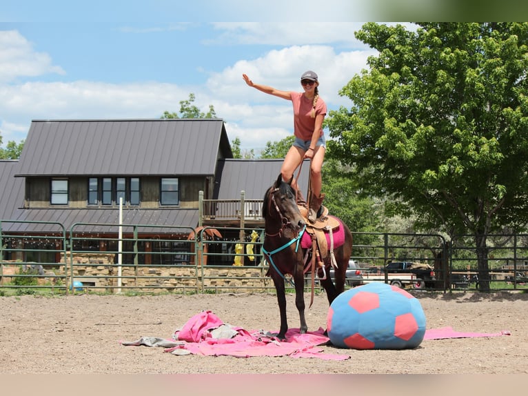 American Quarter Horse Merrie 2 Jaar 147 cm Roan-Bay in Fort Collins
