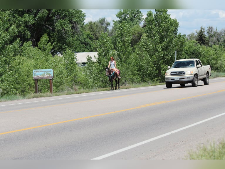 American Quarter Horse Merrie 2 Jaar 147 cm Roan-Bay in Fort Collins