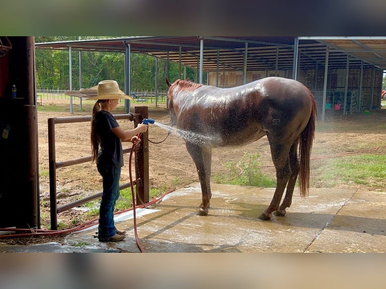 American Quarter Horse Merrie 2 Jaar 147 cm Roodvos in Bloomburg, TX