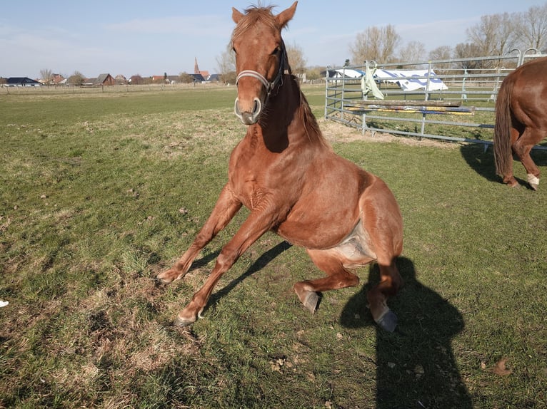 American Quarter Horse Merrie 2 Jaar 147 cm Vos in Demmin