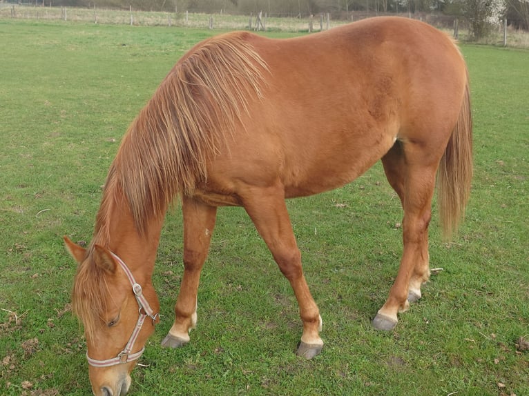 American Quarter Horse Merrie 2 Jaar 147 cm Vos in Demmin