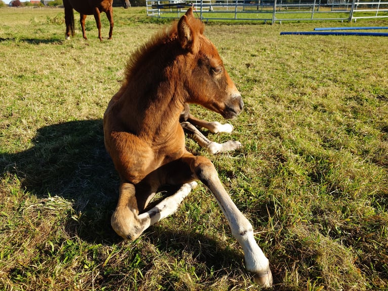 American Quarter Horse Merrie 2 Jaar 147 cm Vos in Demmin