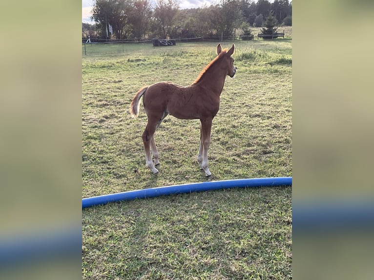 American Quarter Horse Merrie 2 Jaar 147 cm Vos in Demmin