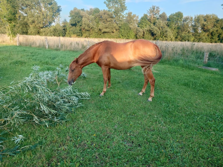 American Quarter Horse Merrie 2 Jaar 147 cm Vos in Demmin