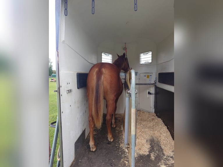 American Quarter Horse Merrie 2 Jaar 147 cm Vos in Demmin