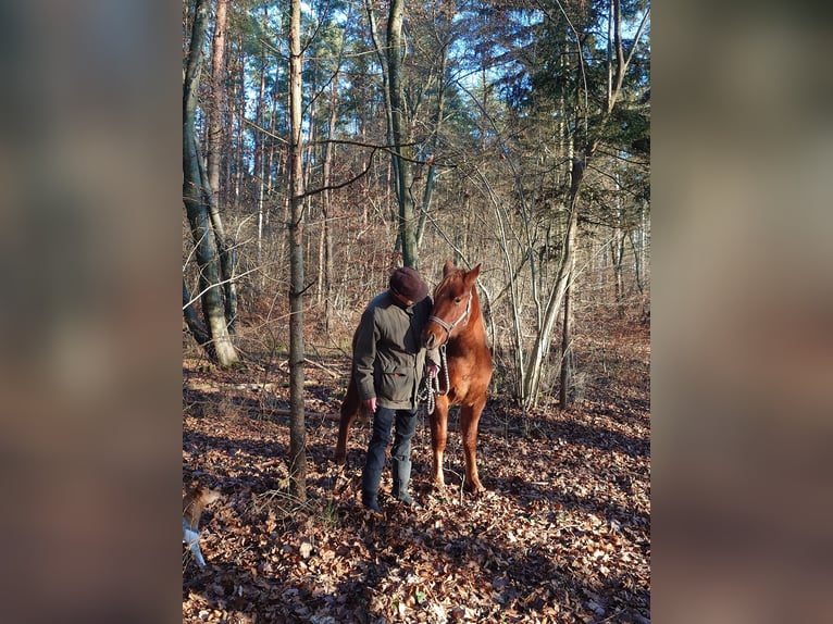 American Quarter Horse Merrie 2 Jaar 147 cm Vos in Demmin