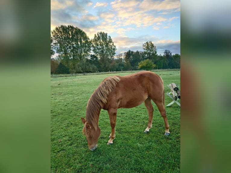 American Quarter Horse Merrie 2 Jaar 147 cm Vos in Demmin
