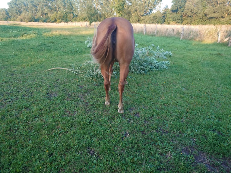 American Quarter Horse Merrie 2 Jaar 147 cm Vos in Demmin