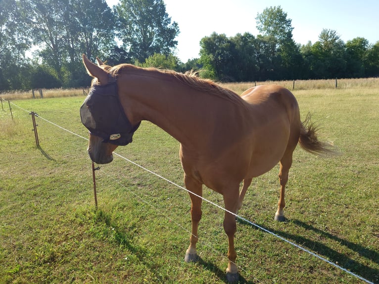 American Quarter Horse Merrie 2 Jaar 147 cm Vos in Demmin
