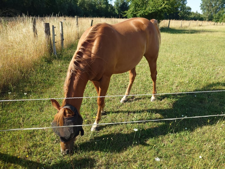 American Quarter Horse Merrie 2 Jaar 147 cm Vos in Demmin