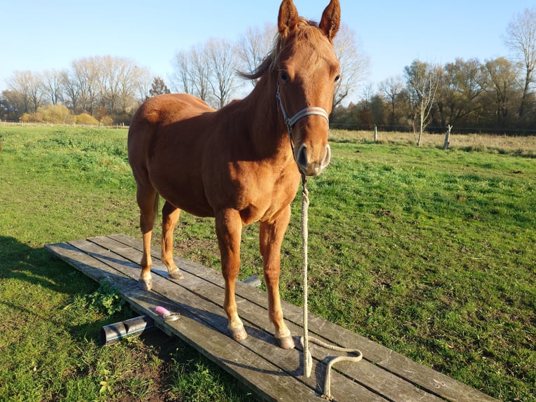 American Quarter Horse Merrie 2 Jaar 147 cm Vos in Demmin