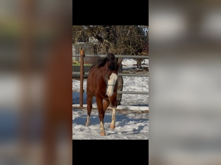 American Quarter Horse Merrie 2 Jaar 148 cm Bruin in Heimenkirch