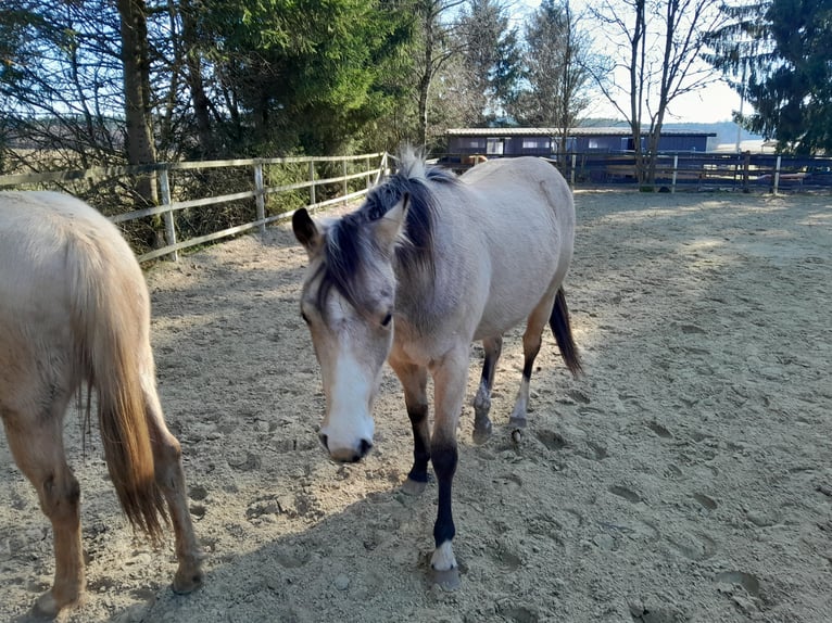 American Quarter Horse Merrie 2 Jaar 148 cm Buckskin in Neustadt/Westerwald