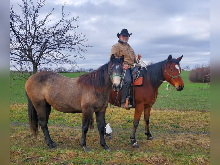 American Quarter Horse Merrie 2 Jaar 148 cm Schimmel in Müglitztal