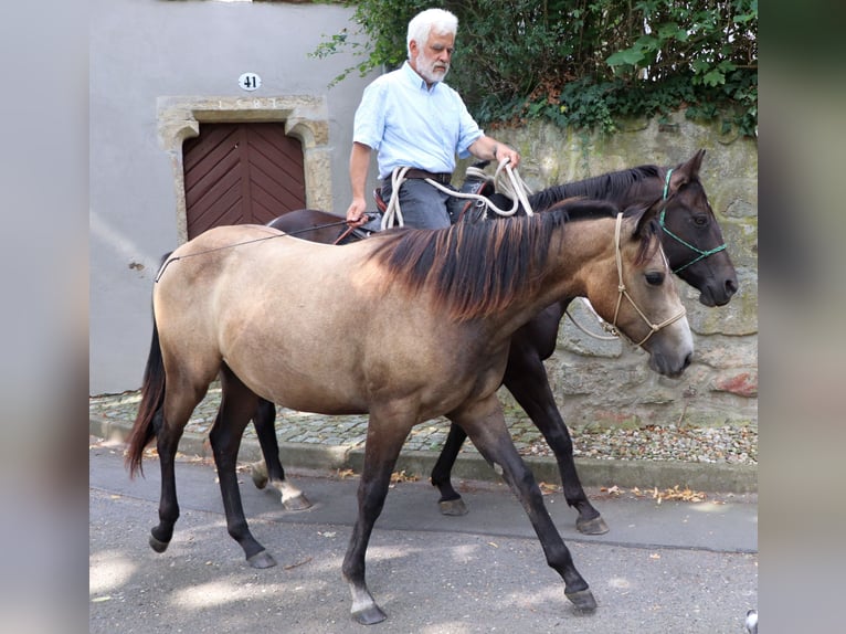 American Quarter Horse Merrie 2 Jaar 148 cm Schimmel in Müglitztal