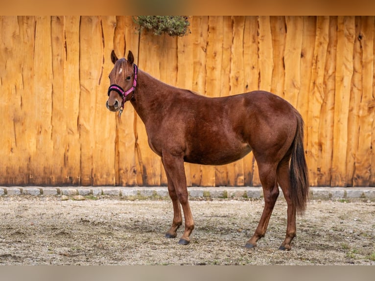 American Quarter Horse Merrie 2 Jaar 148 cm Vos in Wałbrzych